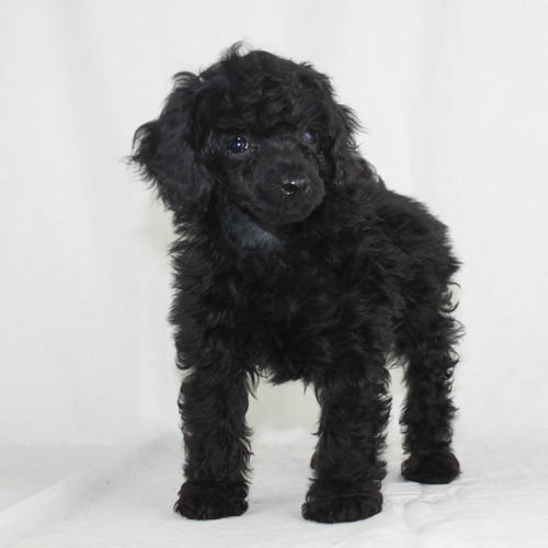 small poodles for sale