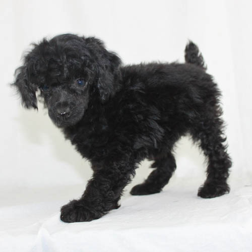 miniature black poodle
