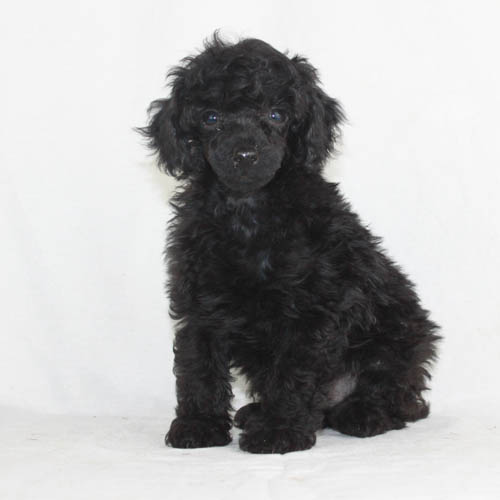 black puppies for sale