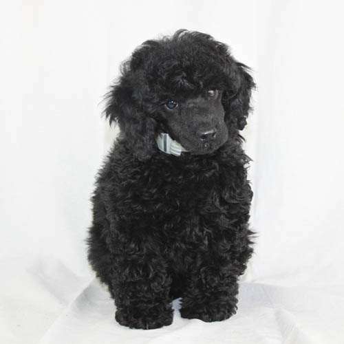 gray toy poodle for sale