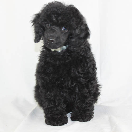 black miniature poodle puppy