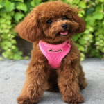 Red Teacup Poodle Puppies