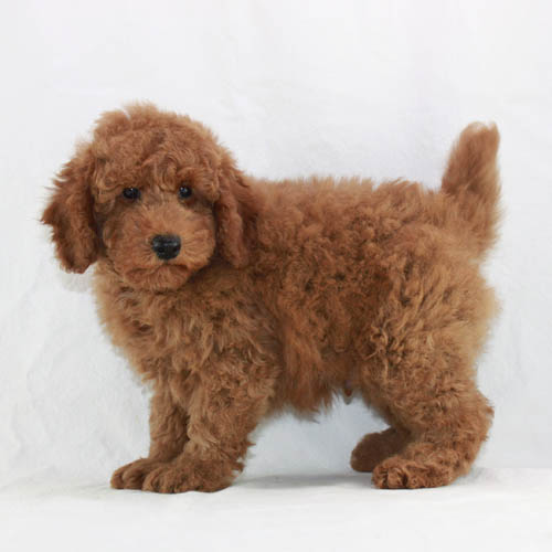 Available Puppies: Apricot and Red Poodles | Scarlet's Fancy Poodles