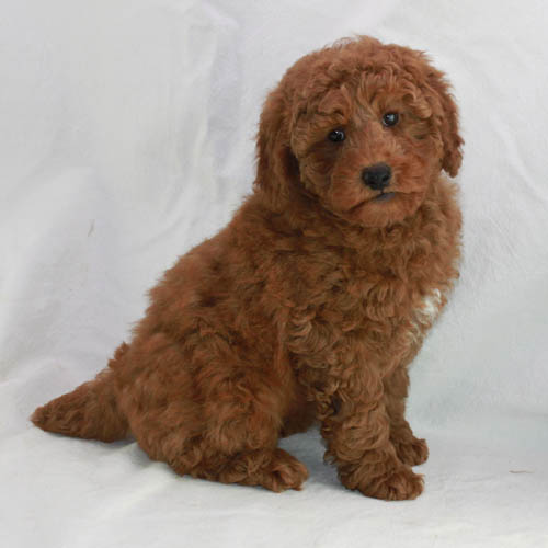 Available Puppies Apricot and Red Poodles Scarlet's Fancy Poodles