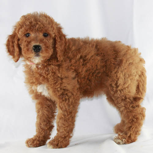 Available Puppies: Apricot and Red Poodles | Scarlet's Fancy Poodles