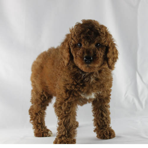 Available Puppies Apricot and Red Poodles Scarlet's Fancy Poodles