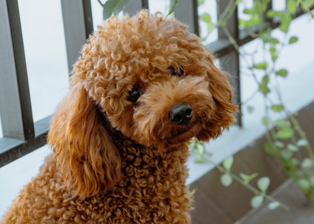 Red Toy Poodle Puppies for Sale