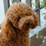 Red Toy Poodle Puppies for Sale
