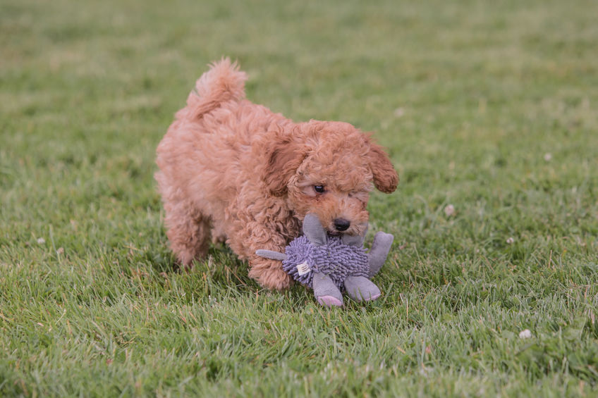 can a poodle be an outside dog