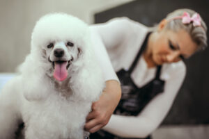 Poodle Hair Cuts