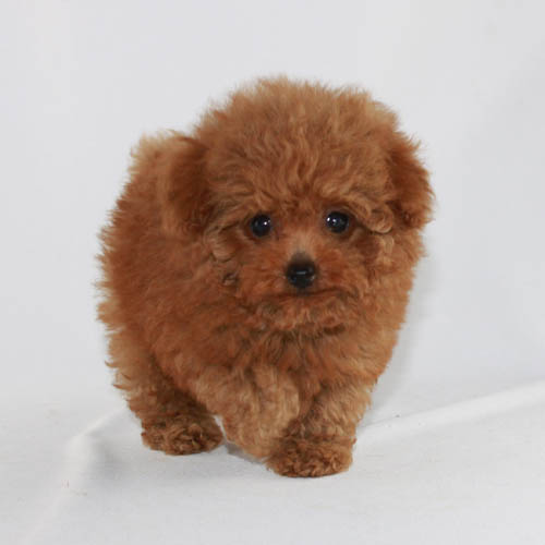 red teacup poodle for sale