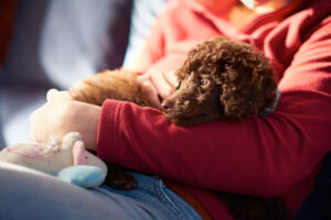 Child Holding Poodle Puppy
