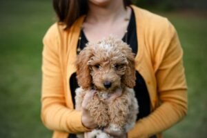 Tan Poodle Puppy