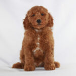 Red Poodle Puppies for sale