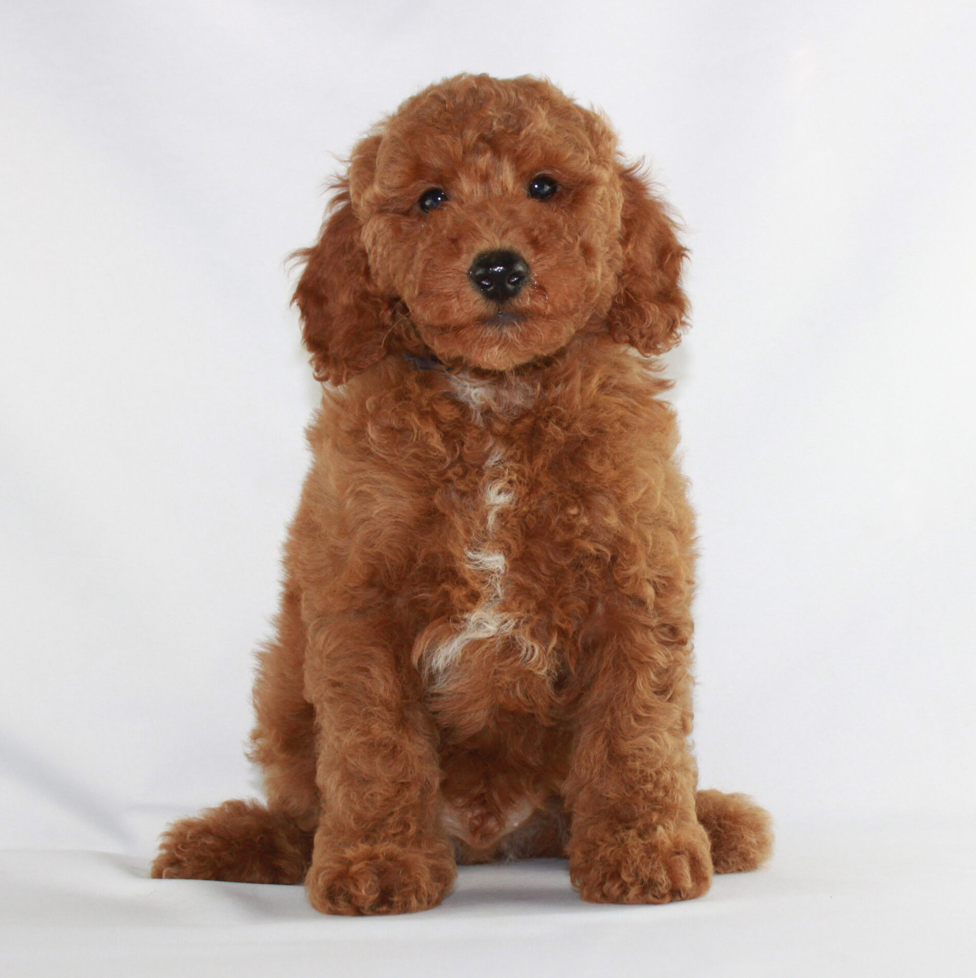 Red Poodles Poodle Puppies At