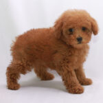 Red Poodles for sale