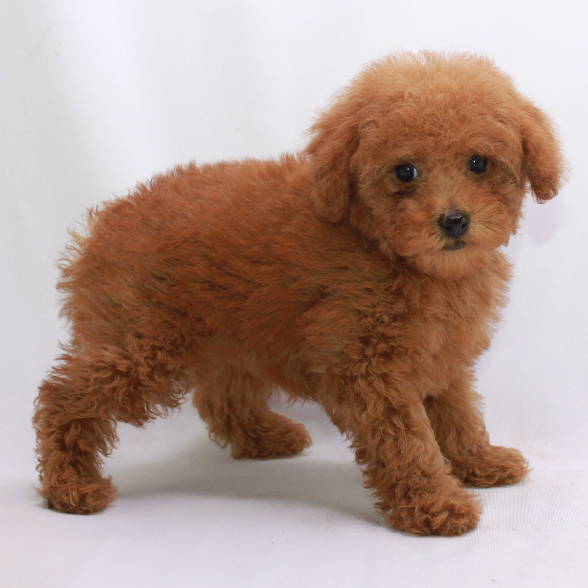 how much is a red miniature poodle?