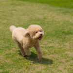 Poodle with short hair running in park