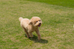 Poodle with short hair running in park