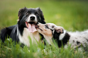 Older dog playing with puppy