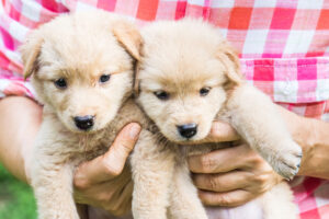 Breeder Holding Two Puppies