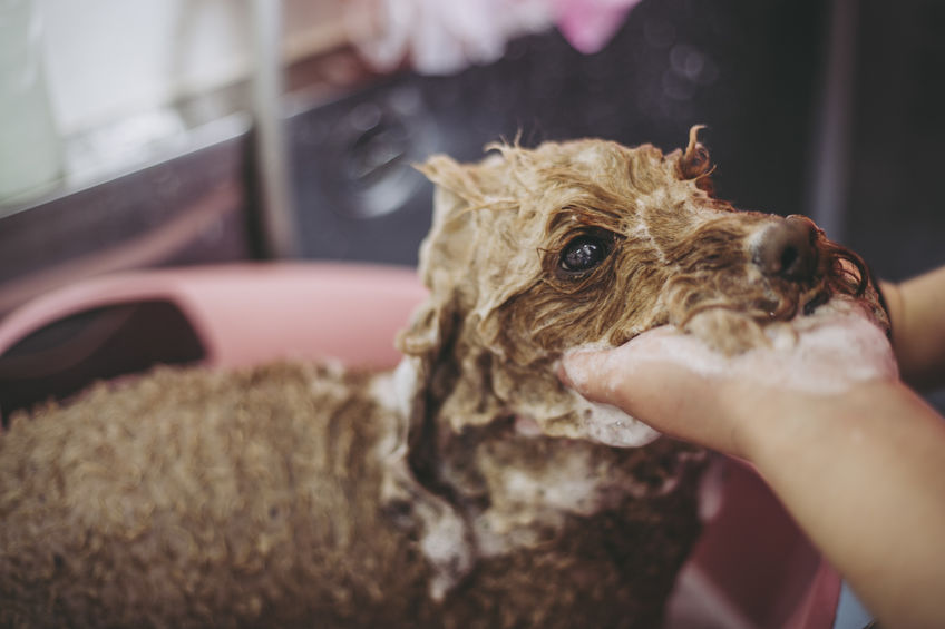 A poodle puppy getting a bath