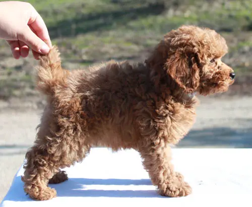 One of our signature mini poodles