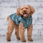a small brown poodle in a warm vest