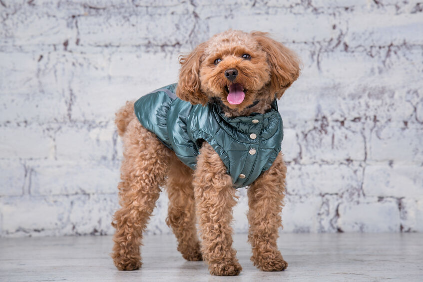 a small brown poodle in a warm vest