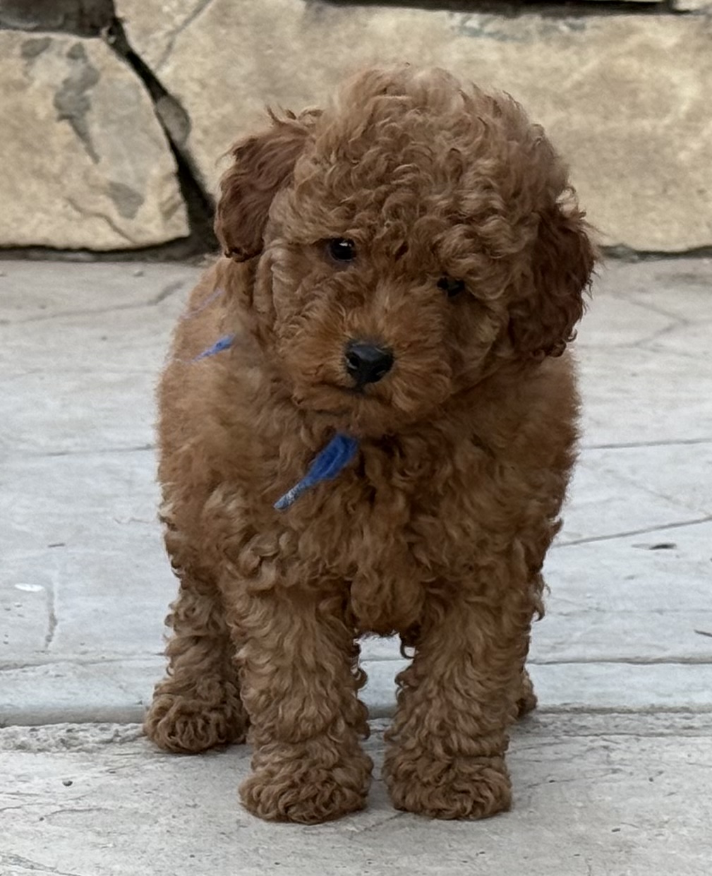 Apricot Poodle puppy