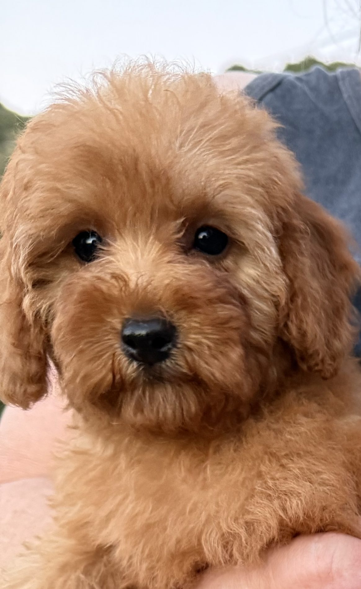 Red Poodle puppy
