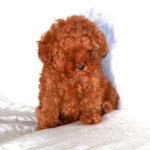 Teddy Bear Puppy Haircut