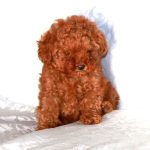 Teddy Bear Puppy Haircut