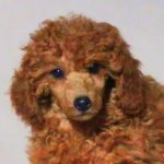 Poodle With Traditional Style Grooming Poodle With Traditional Style Grooming