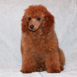 Poodle With Traditional Style Grooming