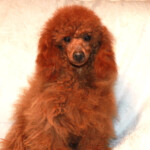 Poodle With Traditional Style Grooming