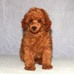 Poodle With Traditional Style Grooming