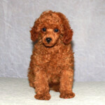 Poodle With Traditional Style Grooming
