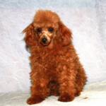 Poodle With Traditional Style Grooming