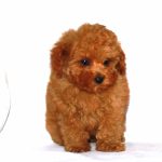 Teddy Bear Puppy Haircut Poodle With Teddy Bear Style Grooming