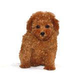 Teddy Bear Puppy Haircut