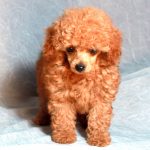 Poodle With Traditional Style Grooming