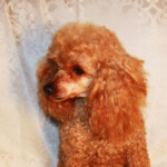 Poodle With Traditional Style Grooming Sherfames Red Toby