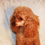 Poodle With Traditional Style Grooming Sherfames Red Toby